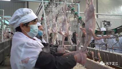 明友食品 年屠宰300萬羽芷江鴨項目投產，填補白條鴨市場空白，助力農副產品銷售升級